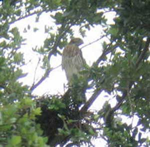 Slats, the Fledgling Hawk