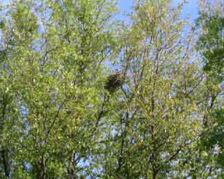 Henrietta on the Nest