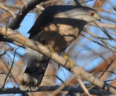 adult male coopers hawk