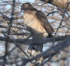 adult male coopers hawk