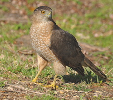 adult coopers hawk