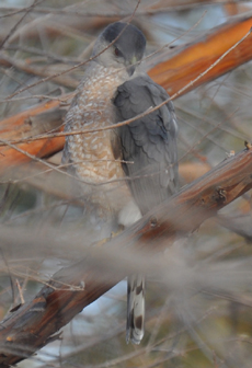 adult coopers hawk