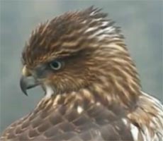 juvenile coopers hawk