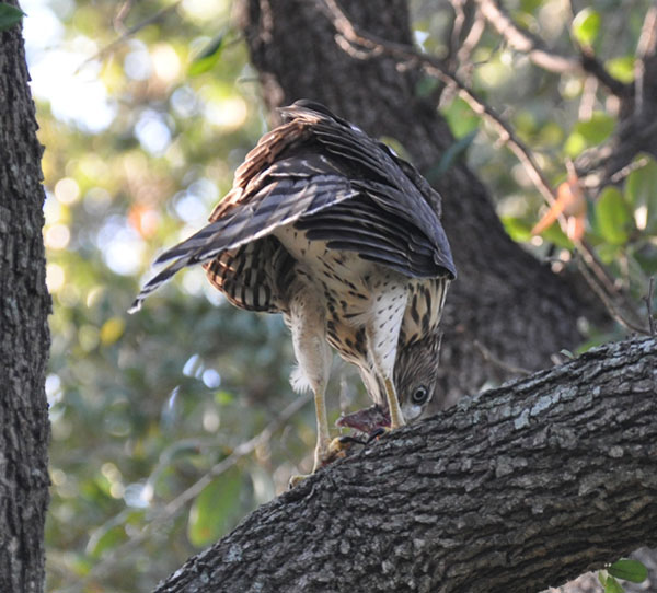 cooper s hawks life history hunting and diet cooper s hawks life history hunting and diet