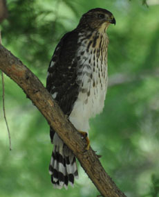 juvenile coopers hawk