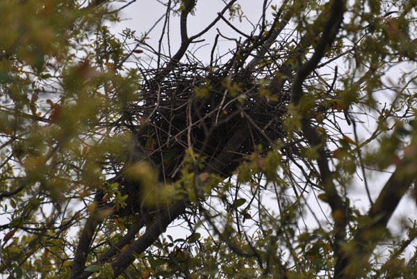 Cooper's Hawk nest