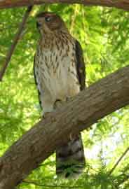 Juvenile Hawk